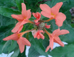 Imagem de Crossandra infundibuliformis (L.) Nees