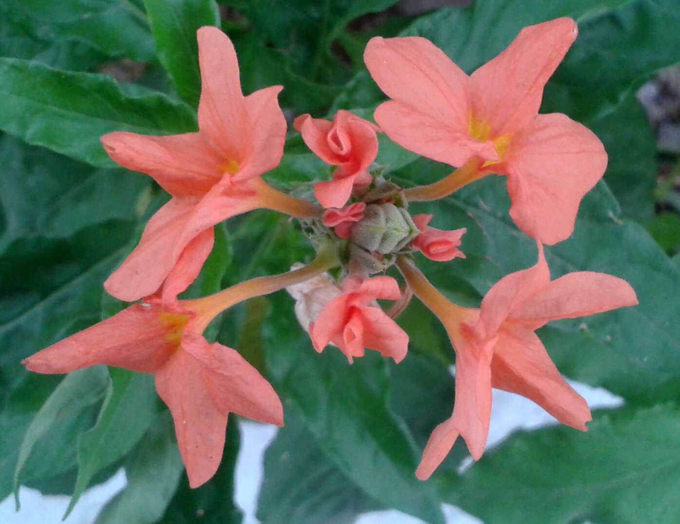 Imagem de Crossandra infundibuliformis (L.) Nees