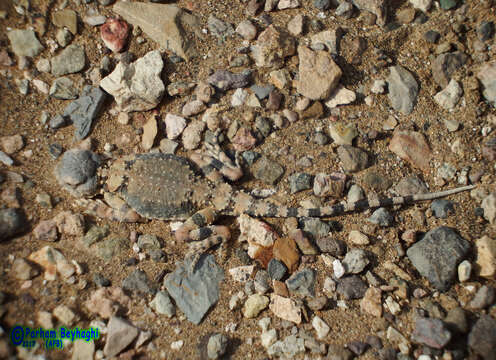 Image of Gray Toadhead Agama