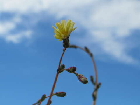 Image of prickly lettuce