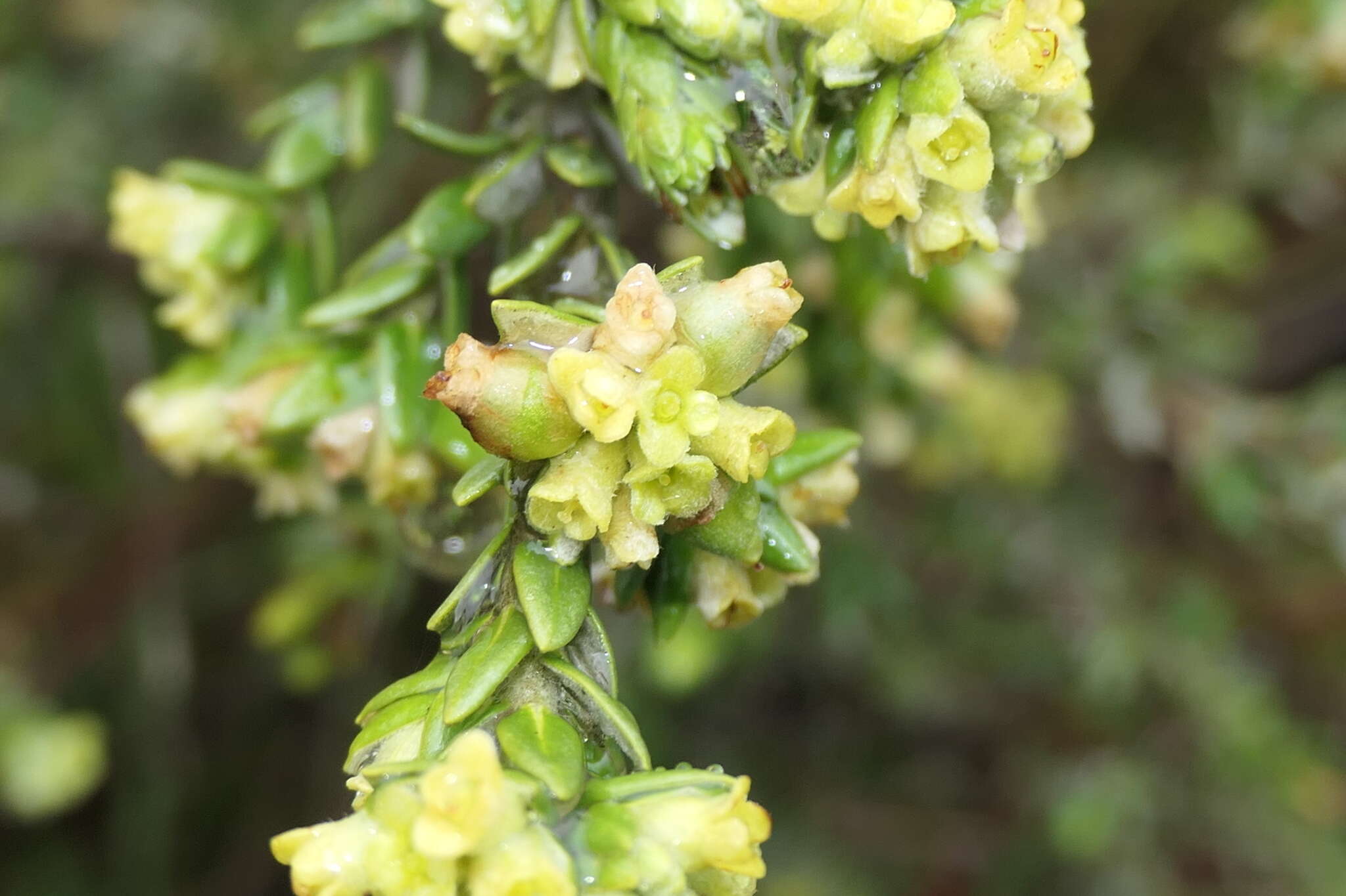 Image of Thymelaea lythroides Barratte & Murb.