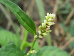 Image of Dock-Leaf Smartweed