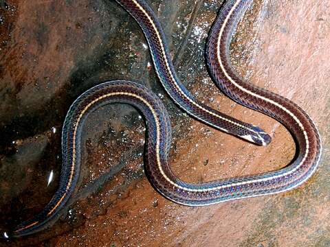 Image of Banded Malaysian Coral Snake