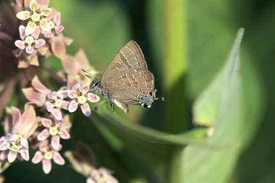 Image of hickory hairstreak