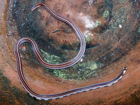 Image of Banded Malaysian Coral Snake