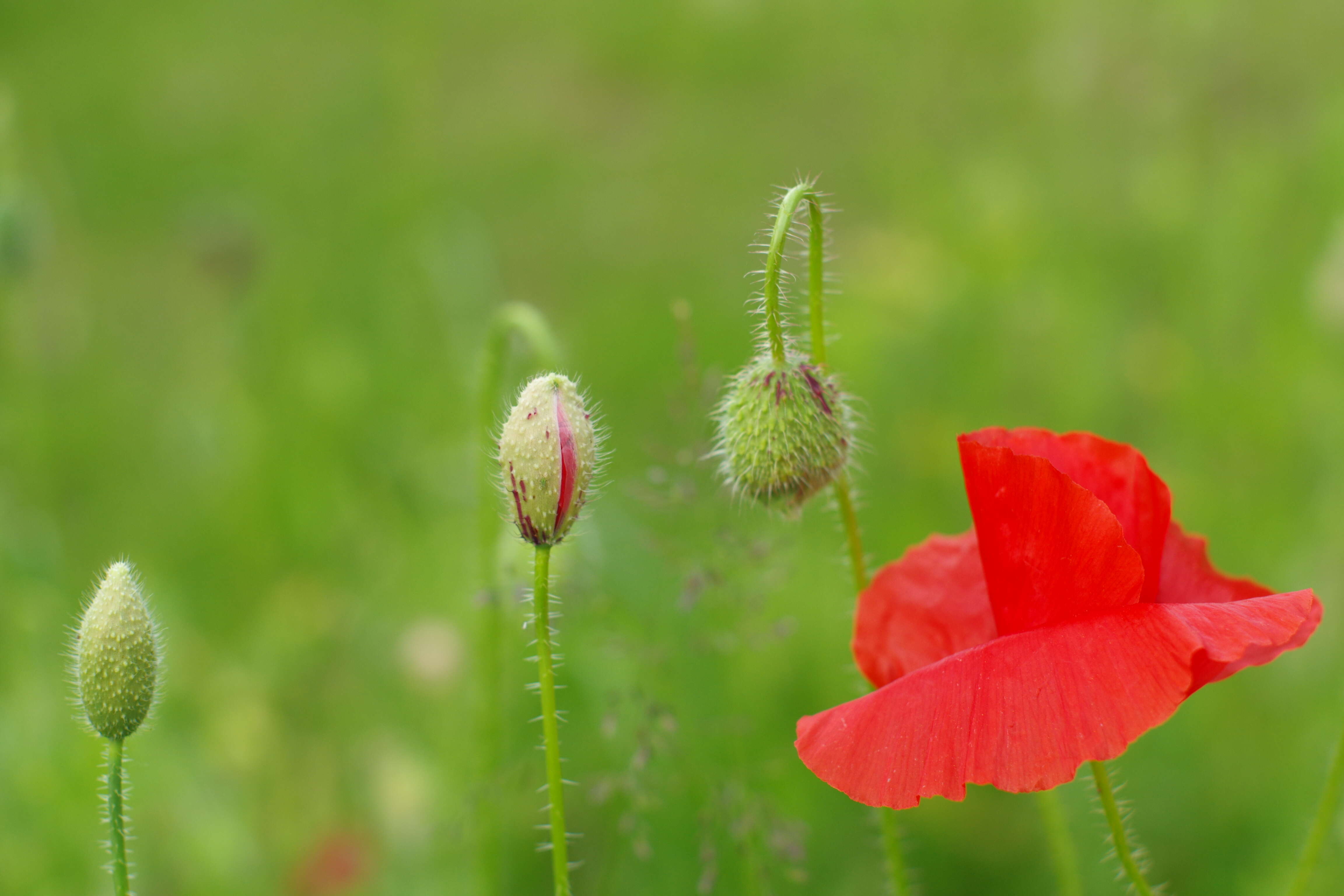 Image of corn poppy