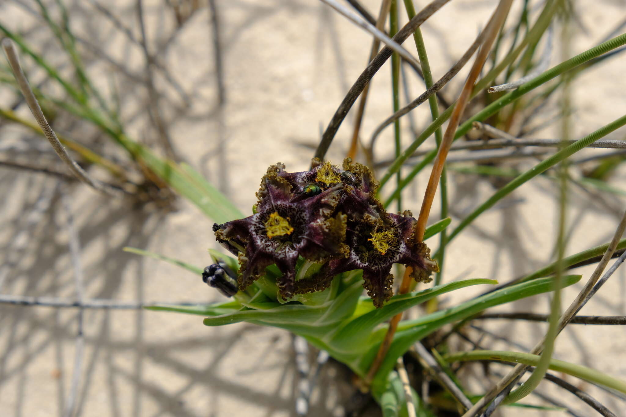 Image of Ferraria foliosa G. J. Lewis