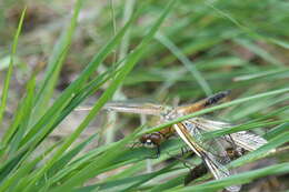 Image of Four-spotted Chaser