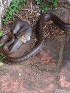 Image of Aesculapian Ratsnake