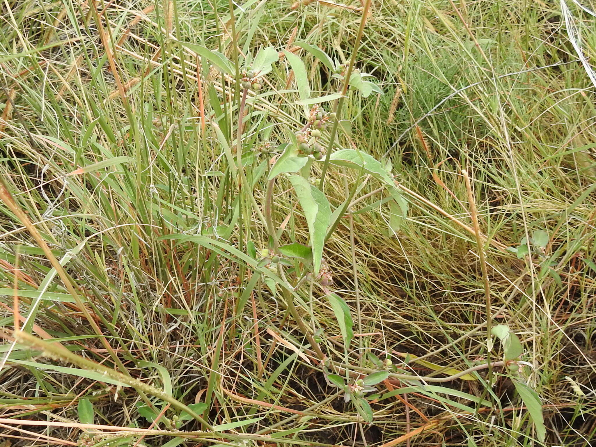 Слика од Euphorbia davidii Subils