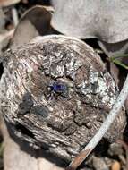 Image of Maratus hortorum Waldock 2014