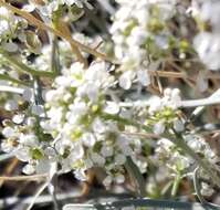 Image de Lepidium fremontii S. Watson