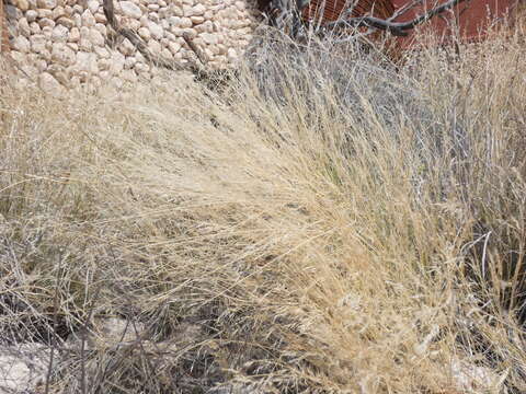 Image of Stipagrostis uniplumis (Licht.) De Winter