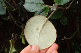 Image de Brachyglottis rotundifolia J. R. Forster & G. Forst.