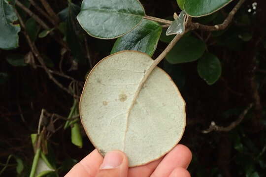 Image of Brachyglottis rotundifolia J. R. Forster & G. Forst.