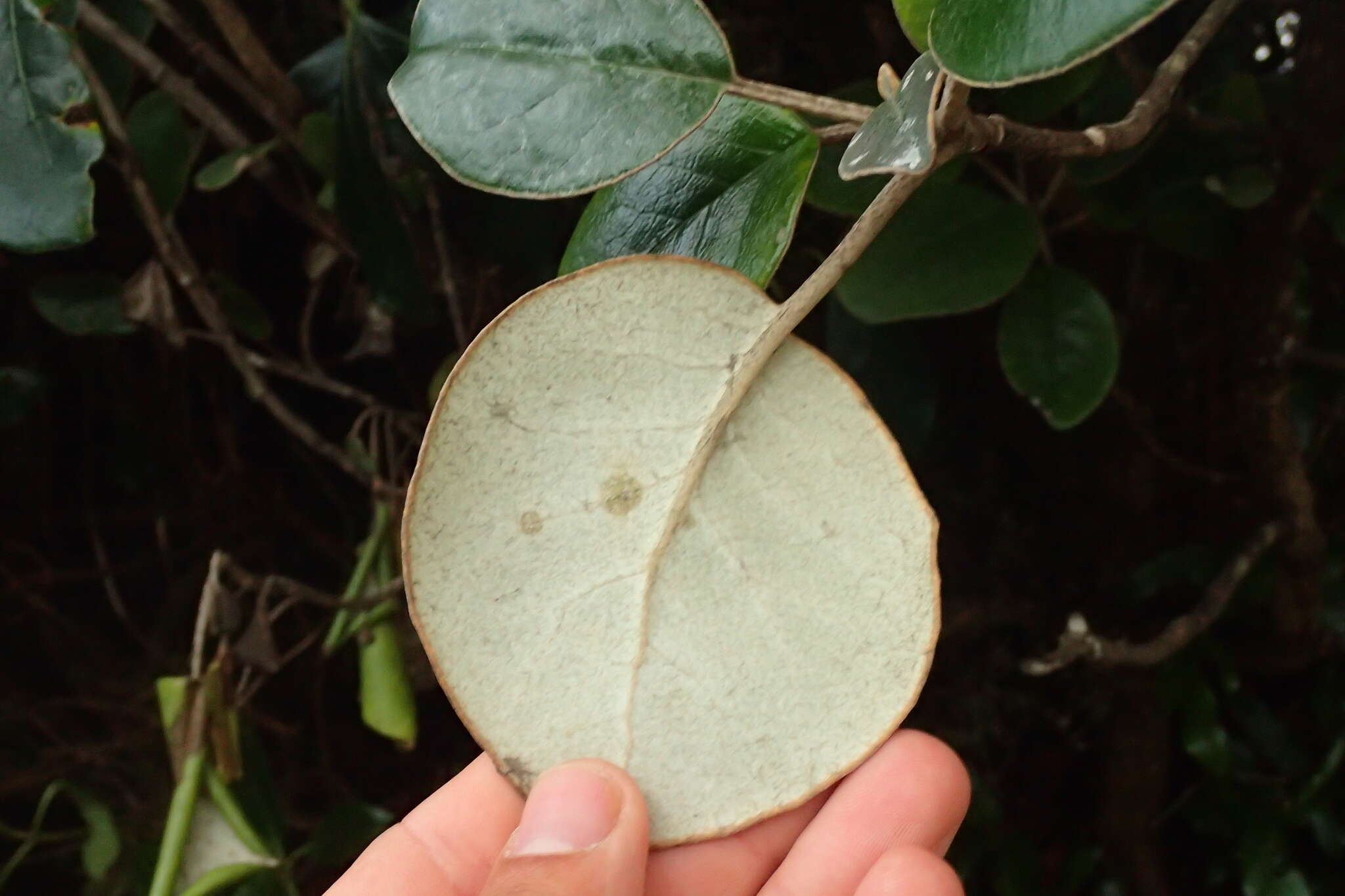 Image de Brachyglottis rotundifolia J. R. Forster & G. Forst.