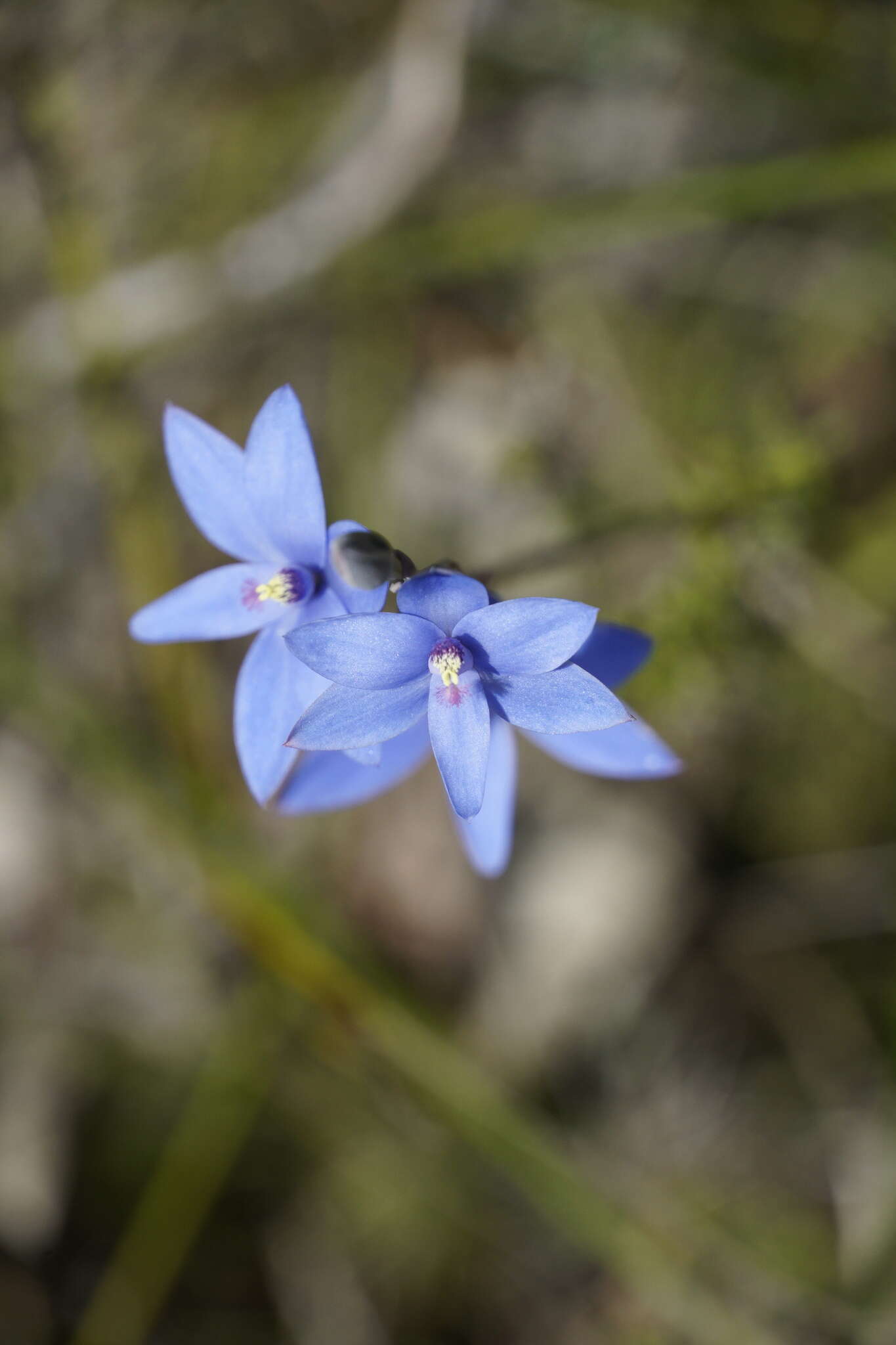 Image de Thelymitra crinita Lindl.