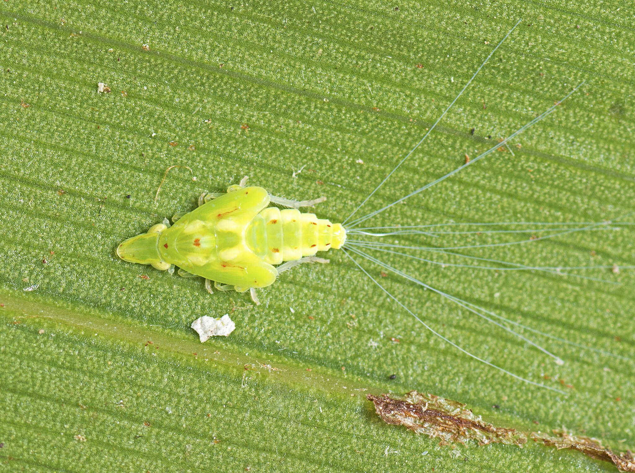 Image of Tambinia sexmaculata Wang & Liang 2011