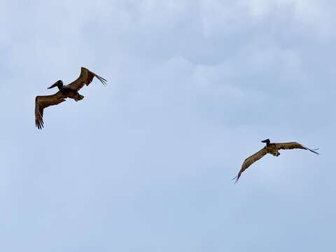 Image of Pelecanus occidentalis carolinensis Gmelin & JF 1789