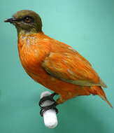 Image of Orange Dove