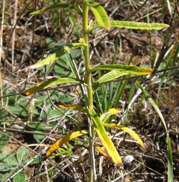 Image of rabbit-tobacco