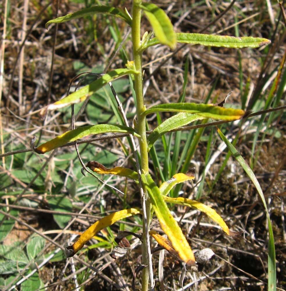 Imagem de Pseudognaphalium obtusifolium subsp. obtusifolium