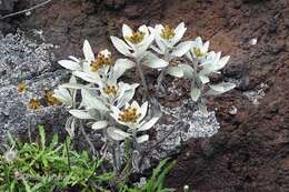 Imagem de Helichrysum obconicum DC.