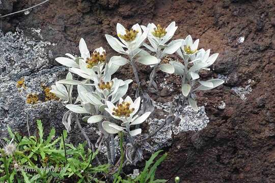 Image of Helichrysum obconicum DC.