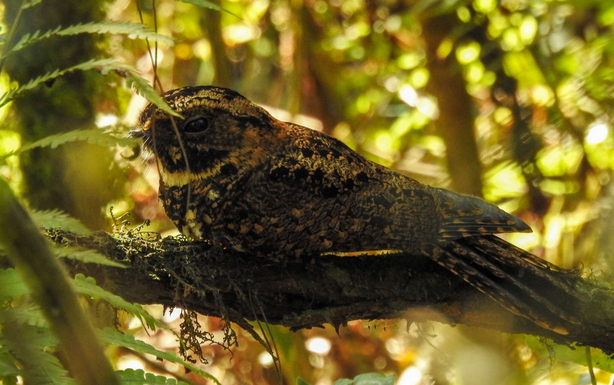 Image of Silky-tailed Nightjar