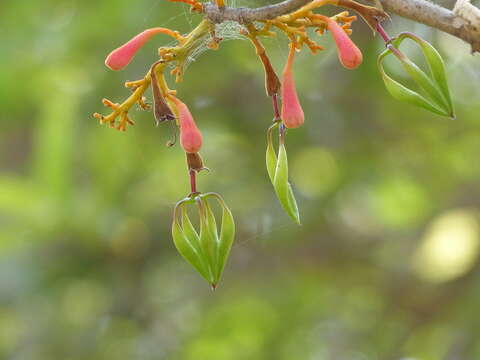 Sivun Firmiana colorata (Roxb.) R. Br. kuva