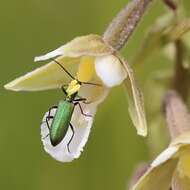 Imagem de Epipactis palustris (L.) Crantz