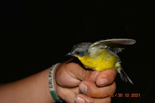 Image of Grey-and-gold Warbler