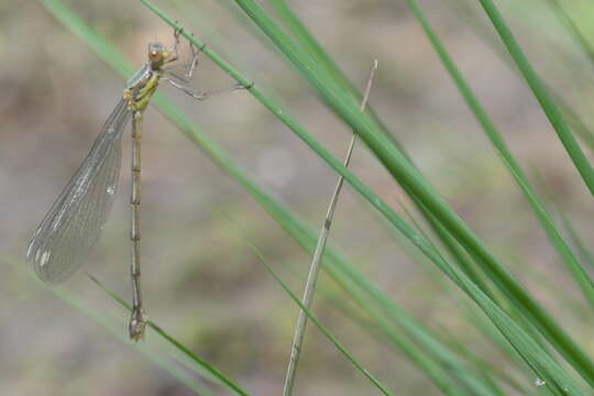 Image of Chalcolestes Kennedy 1920