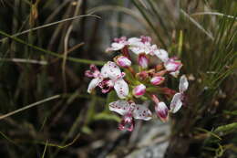 Image of Disa begleyi L. Bolus