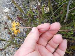 Ursinia dentata (L.) Poir. resmi