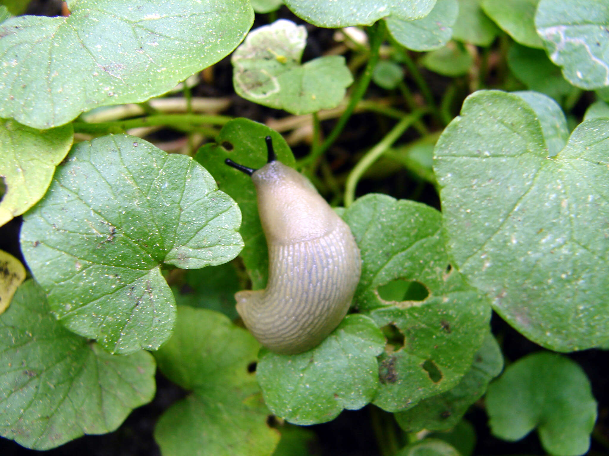 Image of hedgehog slug