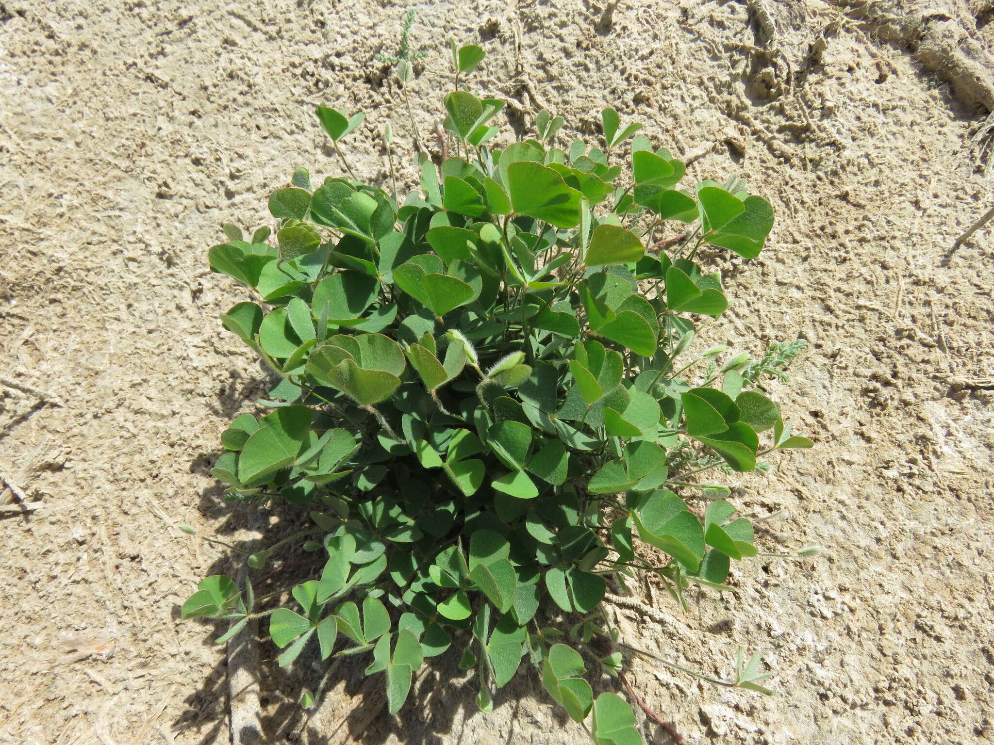 Image of hairy waterclover
