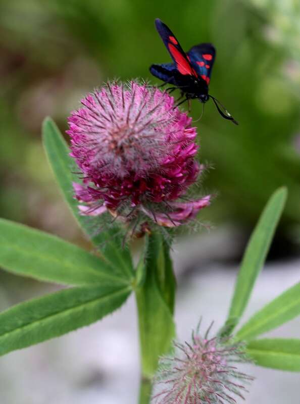 Image of Red Trefoil