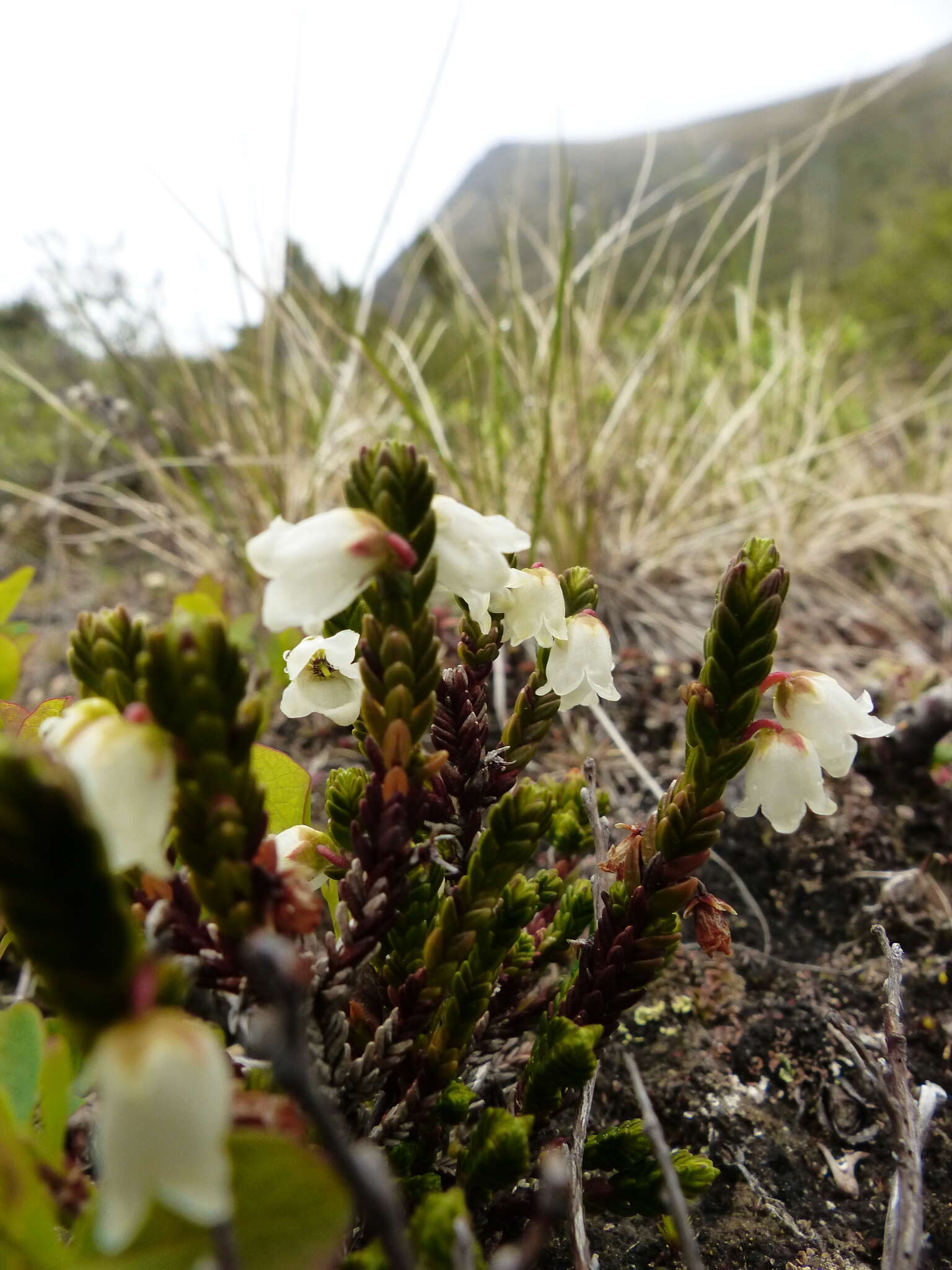 Image of white arctic mountain heather