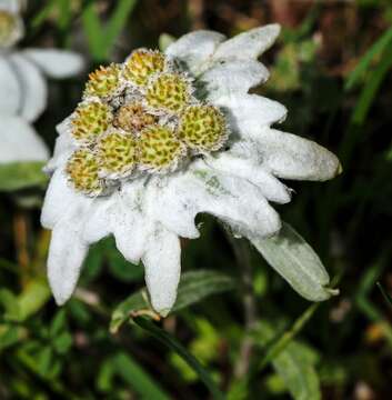 Image of edelweiss