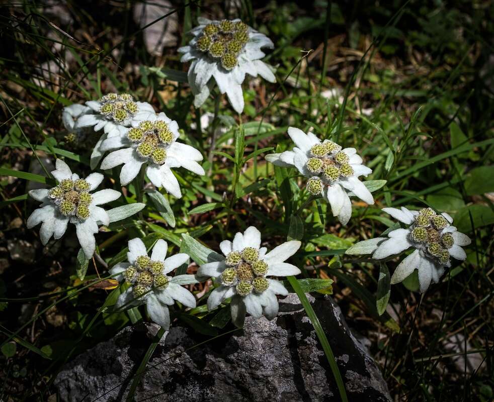 Image of edelweiss