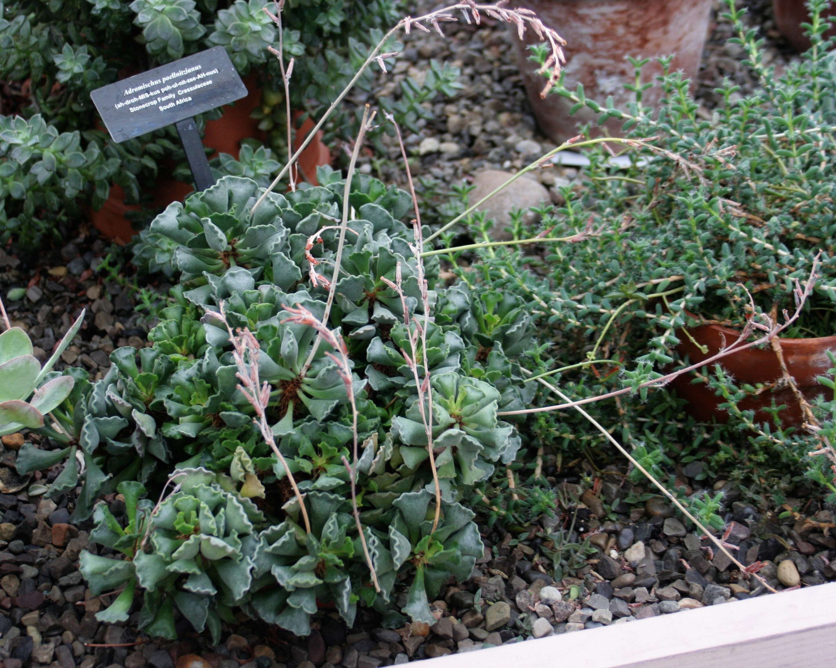 Image of Adromischus cristatus (Haw.) Lem.