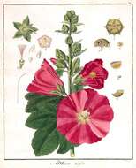 Image of hollyhock