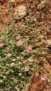 Image of Rhodalsine geniculata (Poir.) F. N. Williams