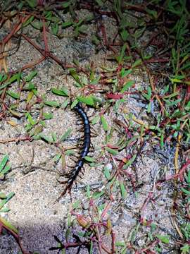 Image of Scolopendra galapagoensis Bollman 1889