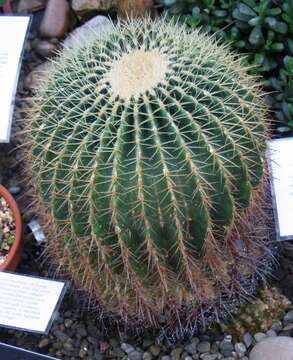 Image of Cactus