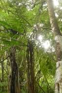 Image of Tree Fern Gully