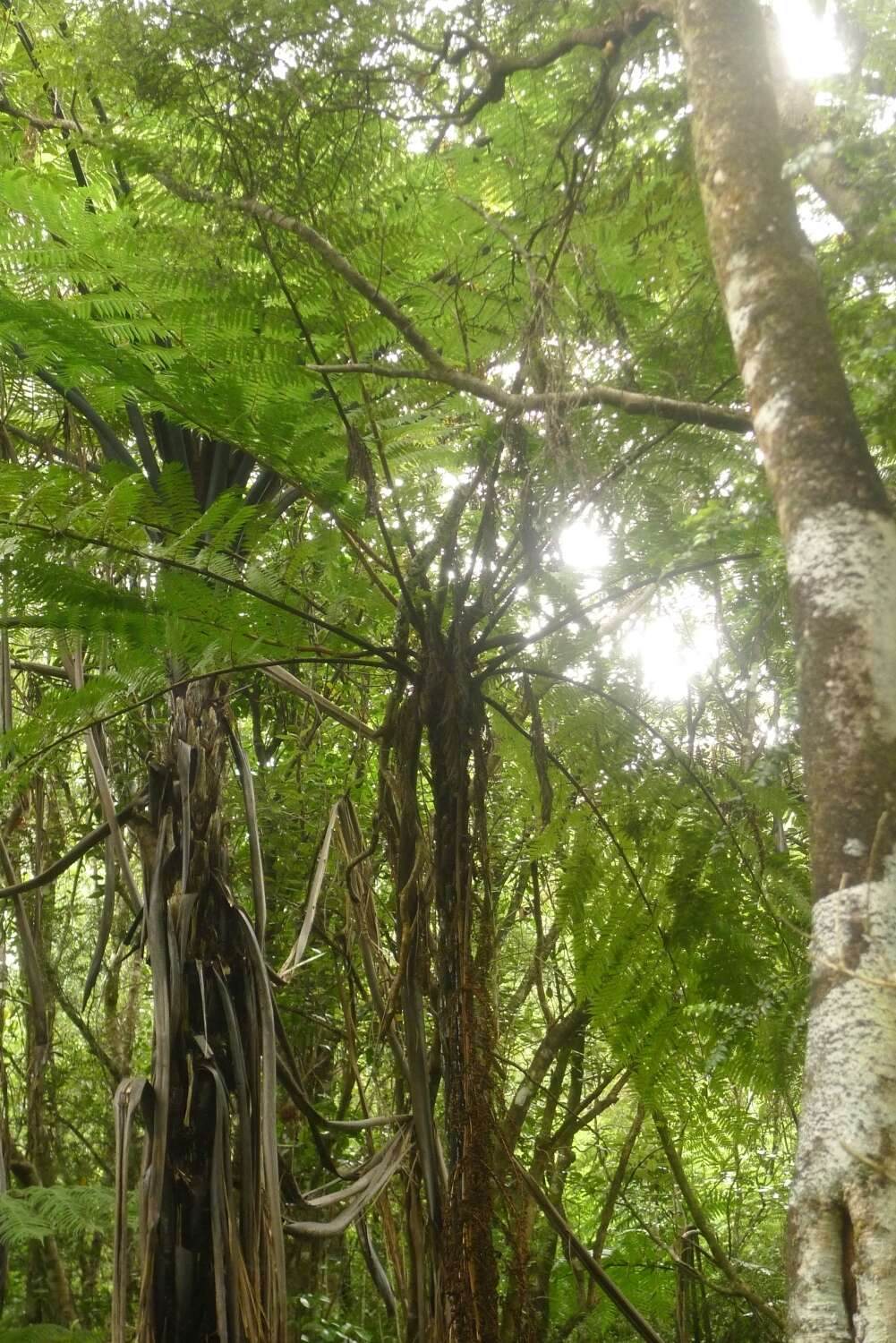 Image of Tree Fern Gully