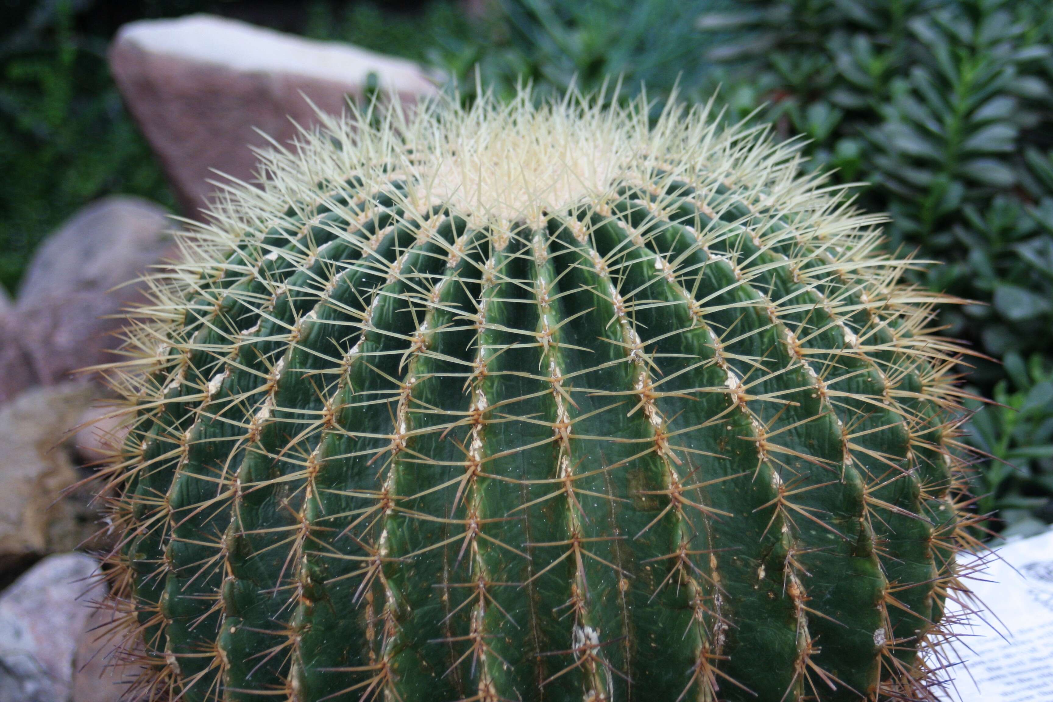 Image of Cactus