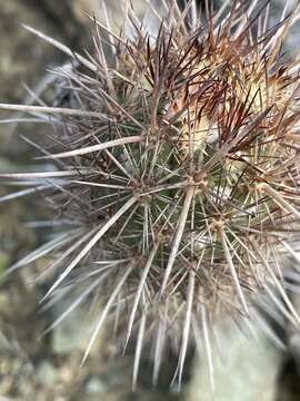 Image of Mammillaria halei Brandegee